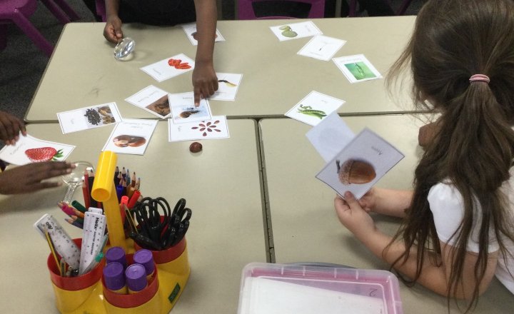 Image of Year 3 (Class 8) - Science - Seed Dispersal