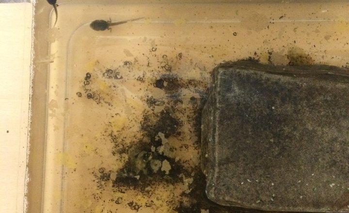 Image of Year 3 (Class 8) - Science - Tadpoles