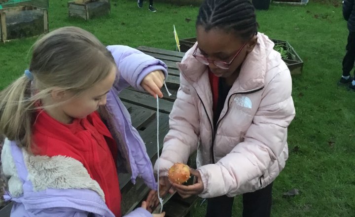Image of Year 3 - Wildlife Club - Bird Feeders