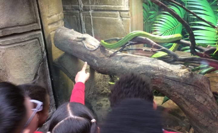 Image of ​Year 4 (Class 11) - Geography - Tropical World Trip