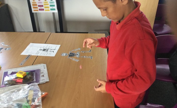 Image of Year 4 (Class 11) - Science - Skeletons