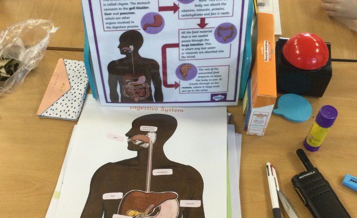 Image of Year 4 (Class 11) - Science - Animals & Humans