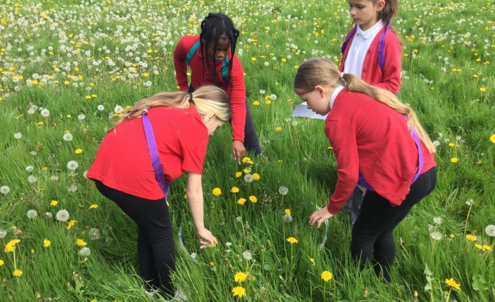 Image of Year 4 (Class 12) - Science - Flower Hunt