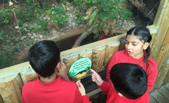 Image of Year 4 (Class 9) - Geography - Tropical World
