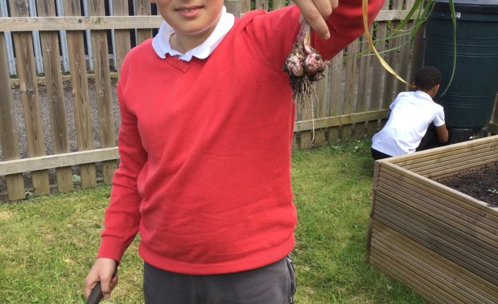 Image of Year 4 (Class 9) - Science - Harvesting