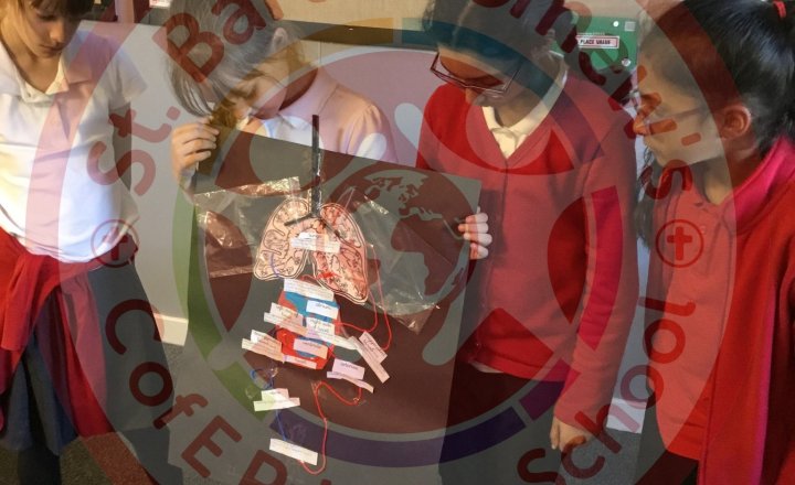 Image of Year 5 (Class 12) - Science - Circulatory System Models