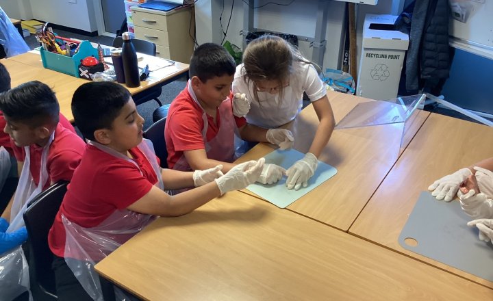 Image of Year 5 (Class 12) - Science - Dissecting Hearts
