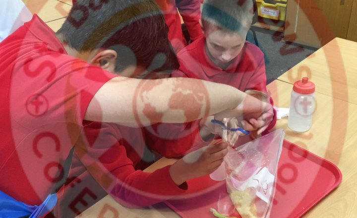 Image of Year 5 (Class 12) - Science - The Process of the Digestive System