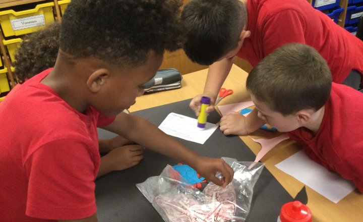 Image of Year 5 (Class 14) - Science - The Circulatory System Models
