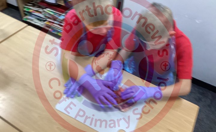 Image of Year 6 (Class 13) - Science - Lamb's Heart Dissection