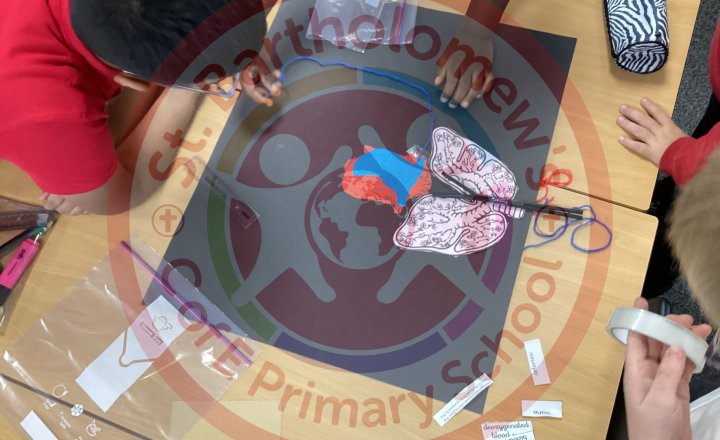 Image of Year 6 (Class 13) - Science - The Circulatory System