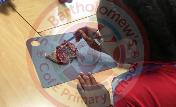 Image of Year 6 (Class 14) - Science - Dissecting Hearts