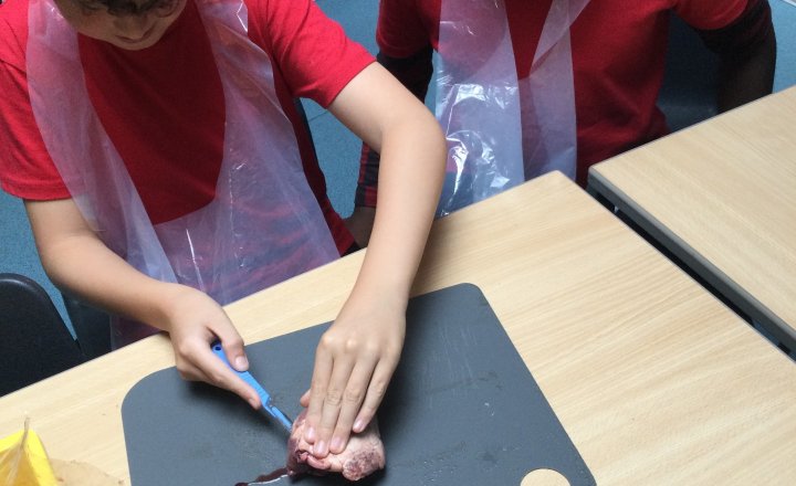 Image of Year 6 (Class 14) - Science - Dissecting Hearts