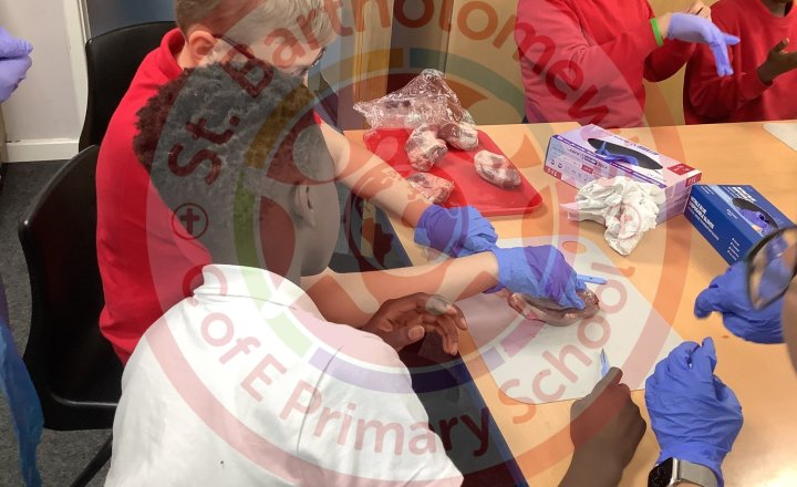 Image of Year 6 (Class 15) - Science - Dissecting Hearts