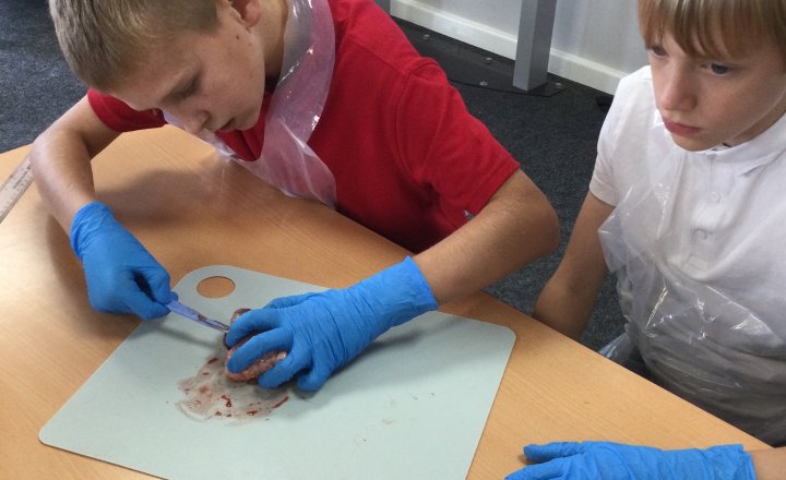 Image of Year 6 (Class 16) - Science - Dissecting Hearts