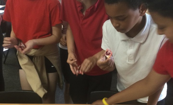 Image of Year 6 (Class 16) - Science - Food Tasting