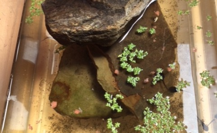 Image of Year 6 (Class 16) - Science - Frogs