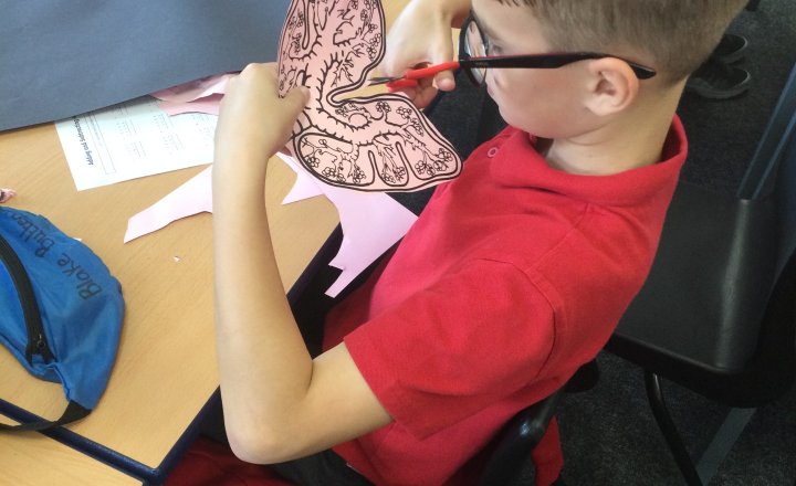 Image of Year 6 (Class 16) - Science - The Circulatory System