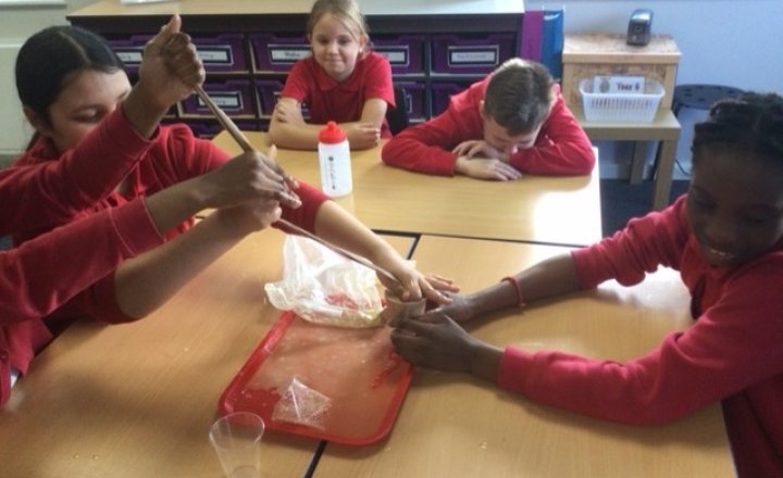 Image of Year 6 (Class 16) - Science - The Digestive System