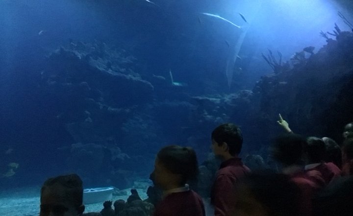 Image of Year 6 (Class 16) - Science - Trip to the Deep