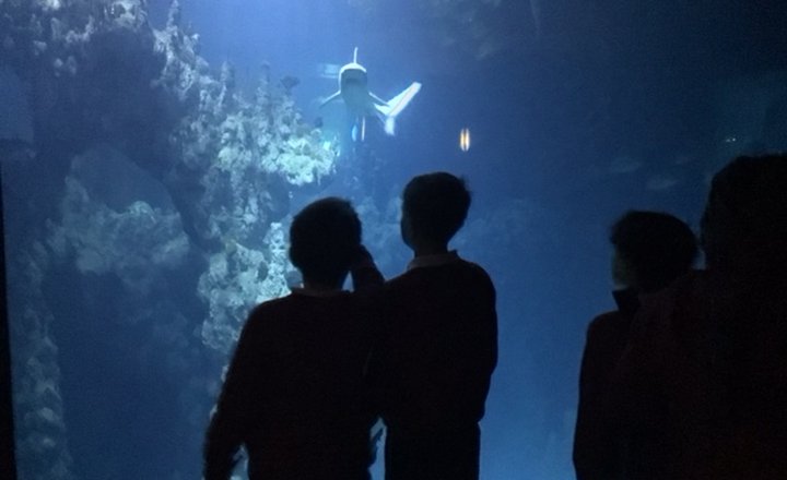 Image of Year 6 (Class 17) - Science - Trip to The Deep