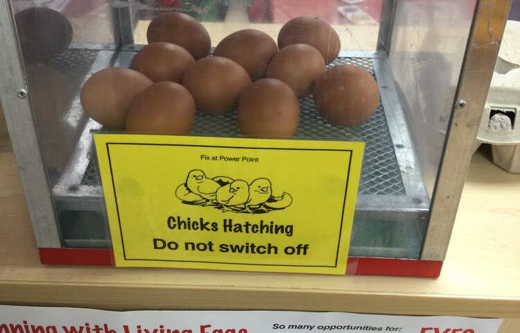 Image of Nursery - Eurovision and Hatching Chicks!