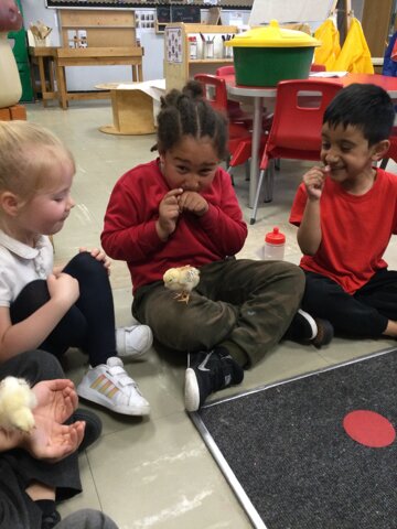 Image of Reception (Class 1) - Chick Arrival