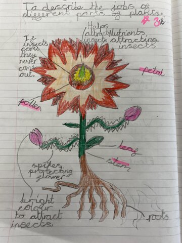 Image of Year 4 (Class 11) - Science - Plants