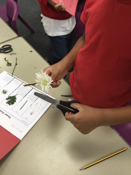 Image of Year 3 (Class 8) - Science - Plants and Water