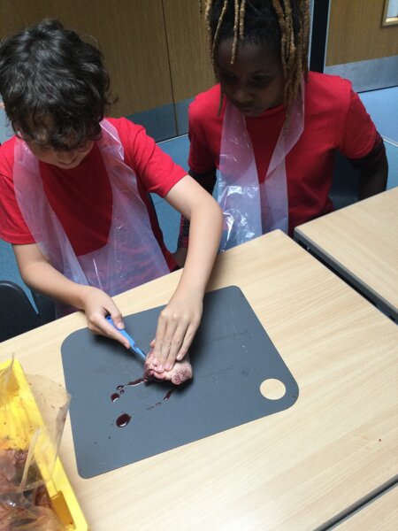 Image of Year 5 (Class 14) - Science - Dissecting Hearts