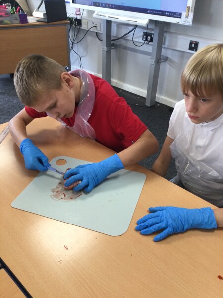 Image of Year 6 (Class 16) - Science - Dissecting Hearts