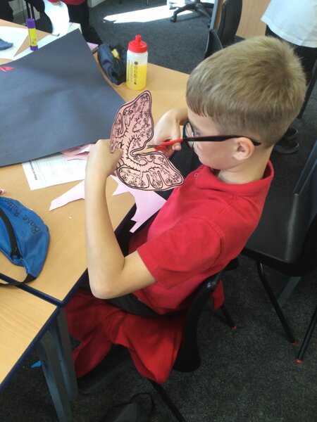 Image of Year 6 (Class 16) - Science - The Circulatory System