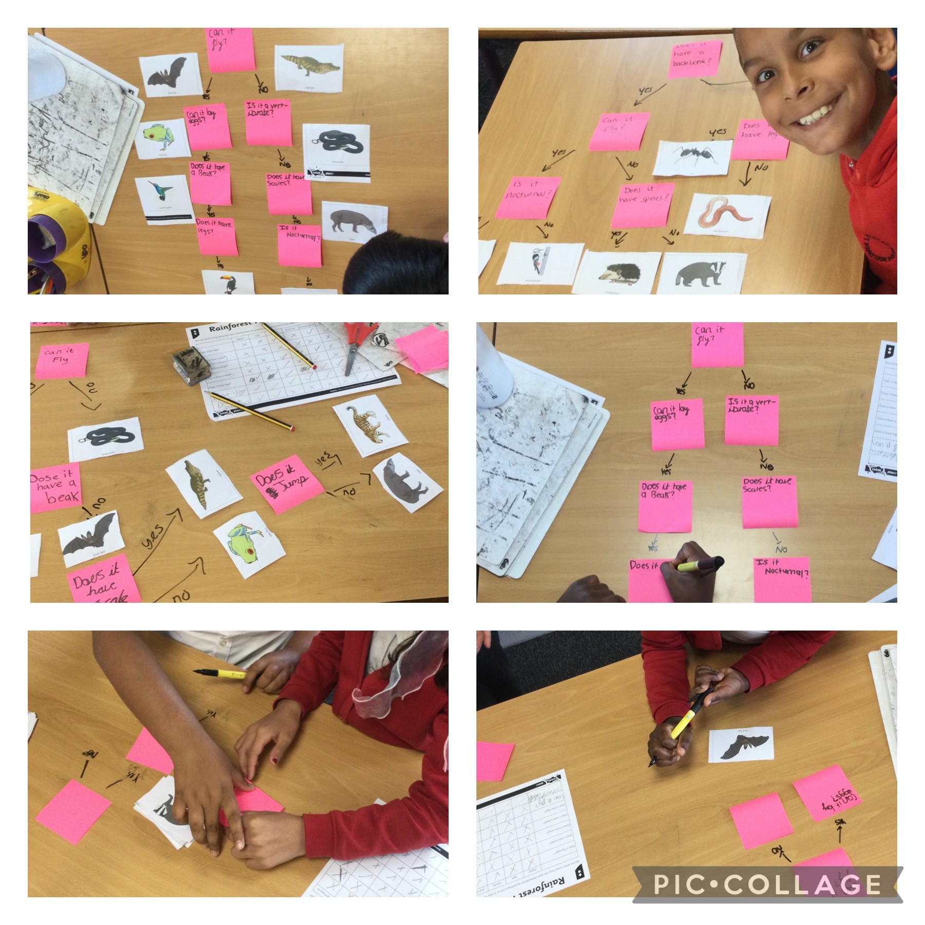 Image of Year 4 (Class 11) - Science - Living Things