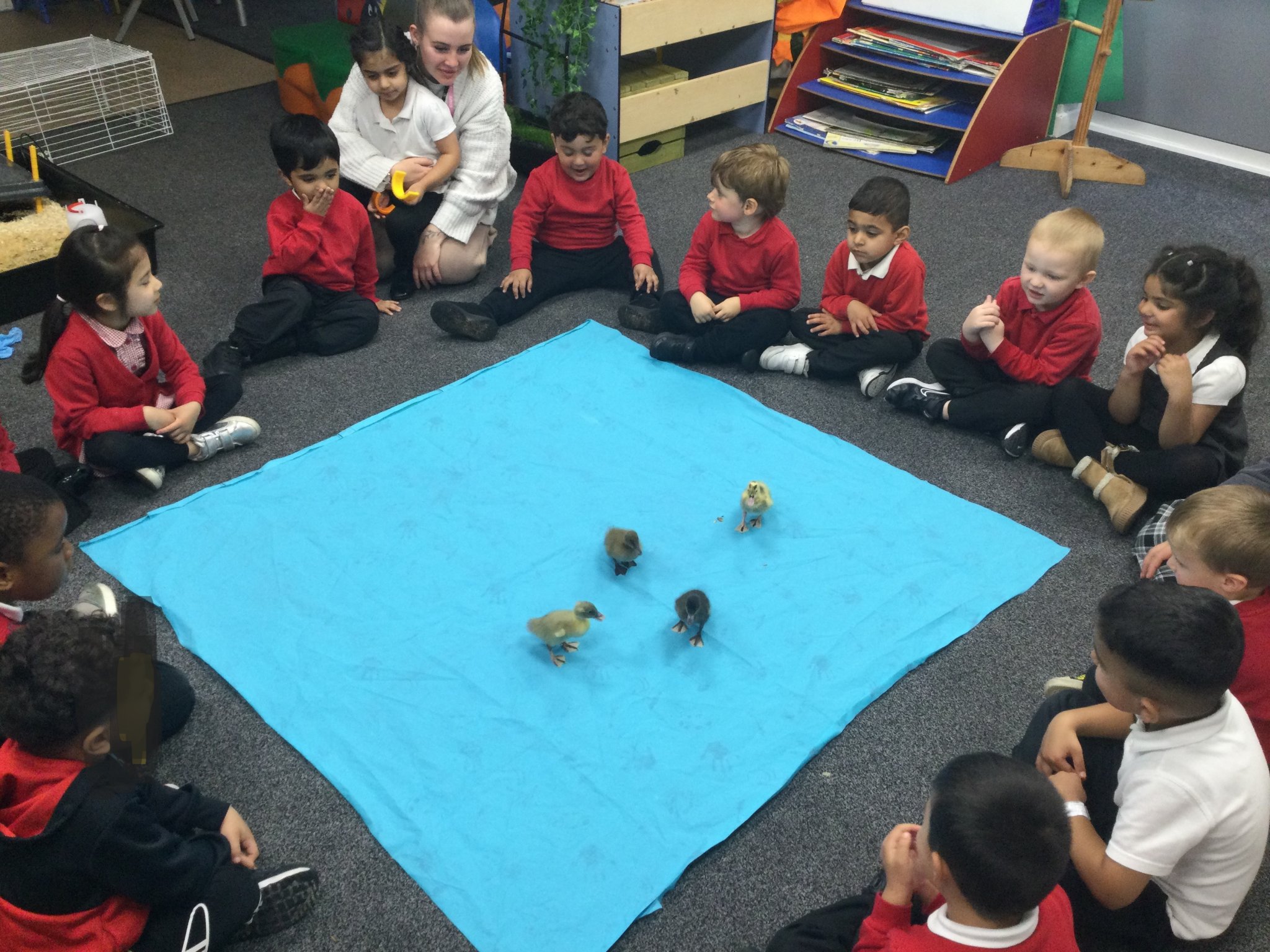 Image of Nursery - Ducklings