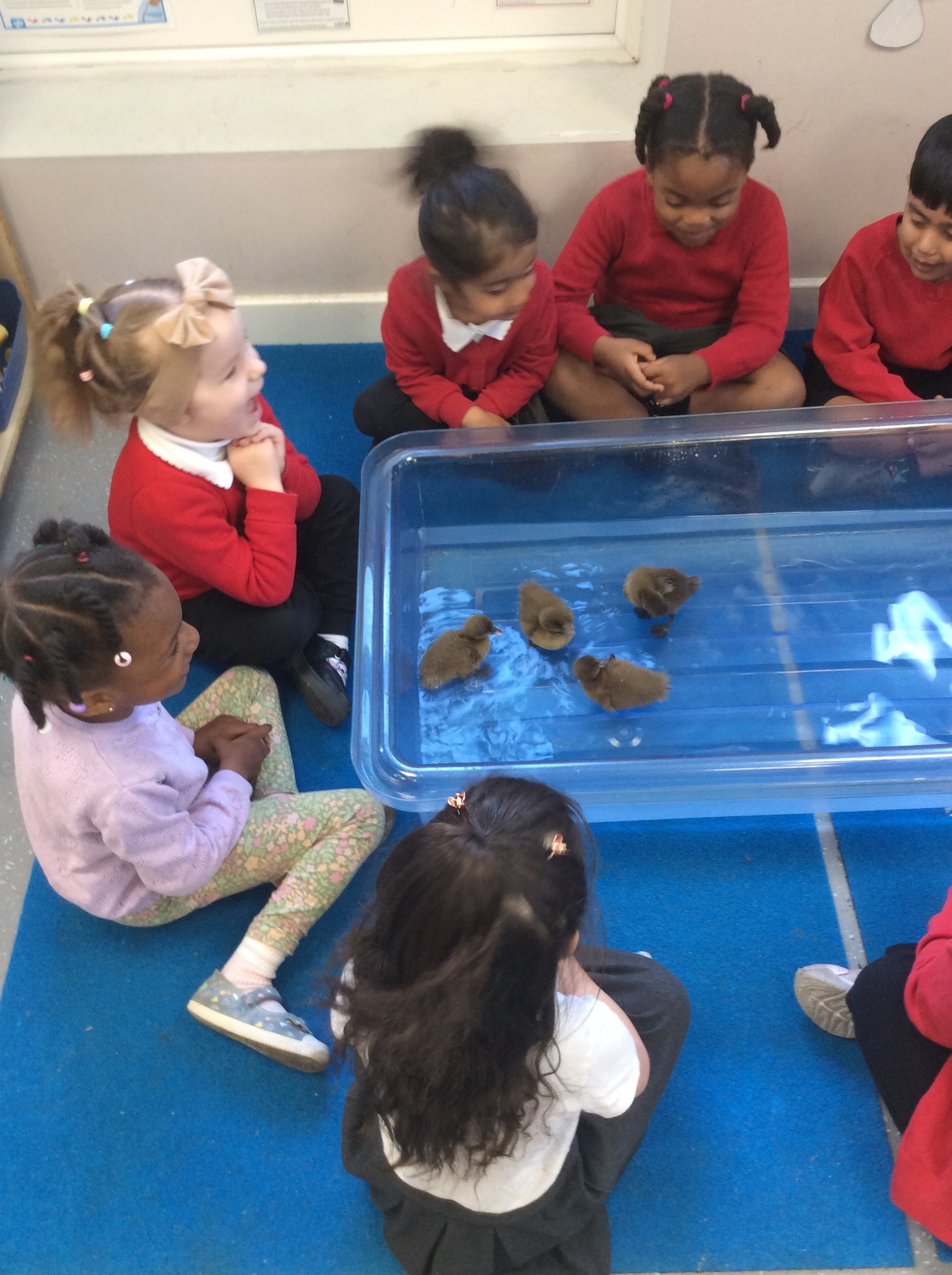 Image of Nursery - Ducklings 2025