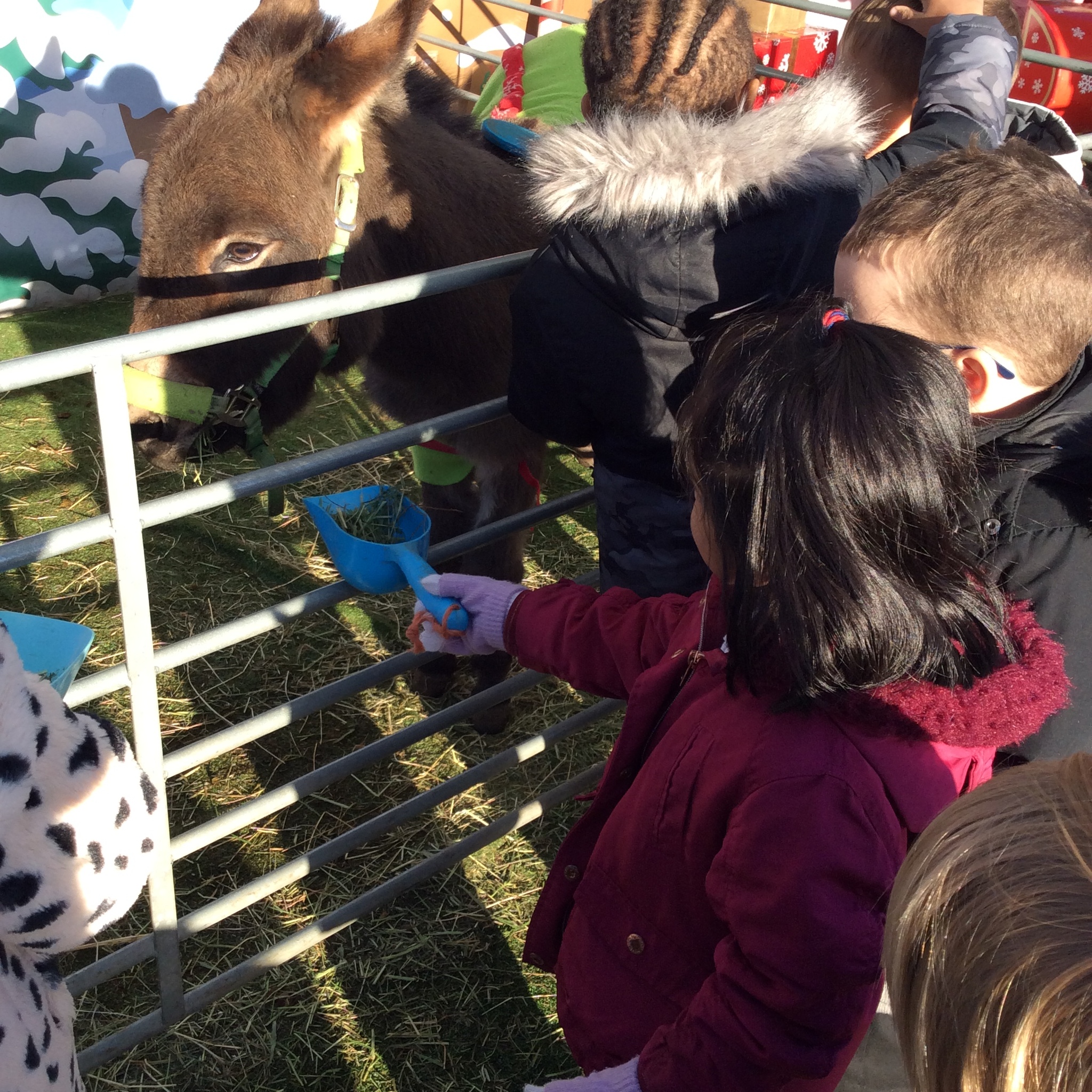 Image of Reception (Class 1) - Festive Farm