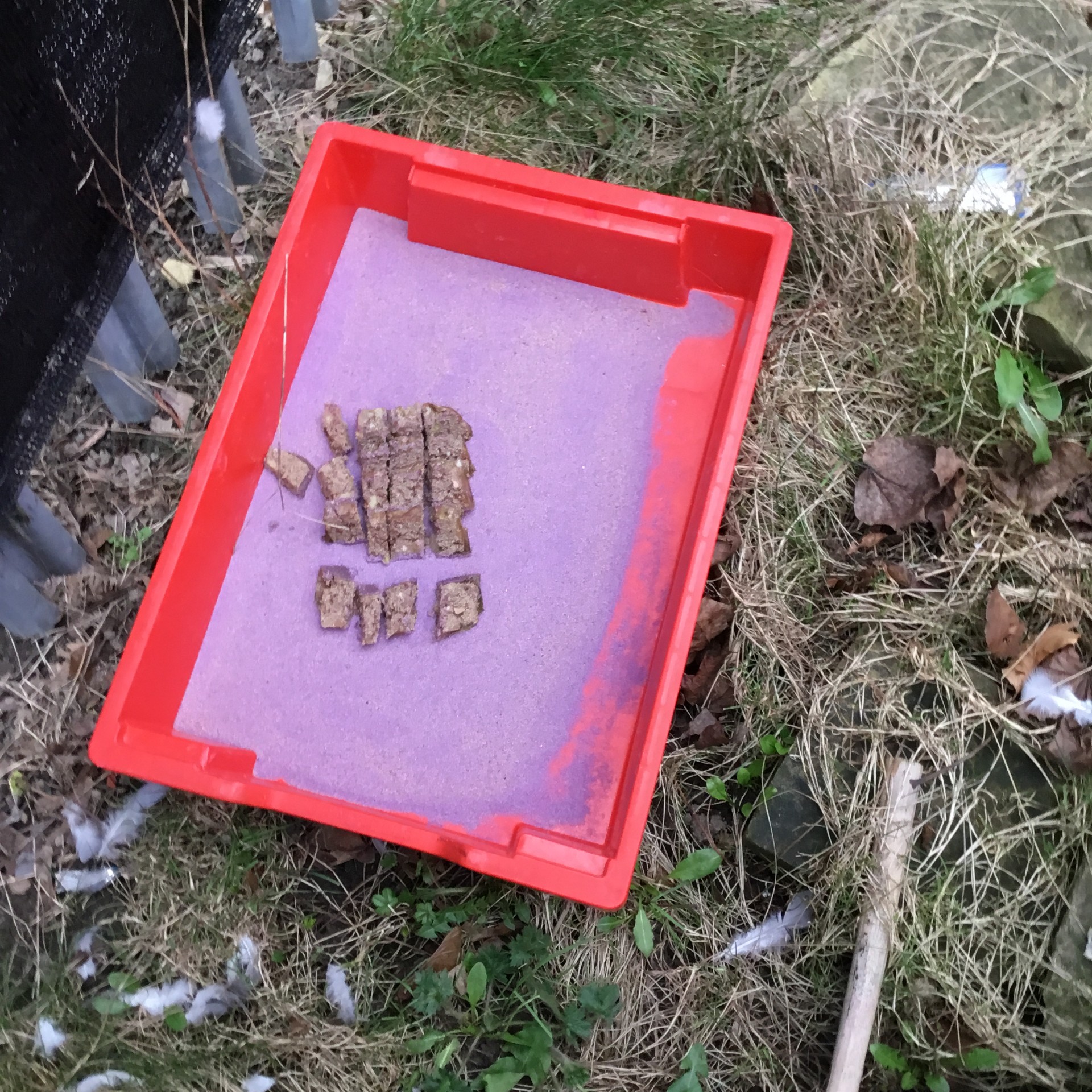 Image of Gardening & Wildlife Club - Motion Camera