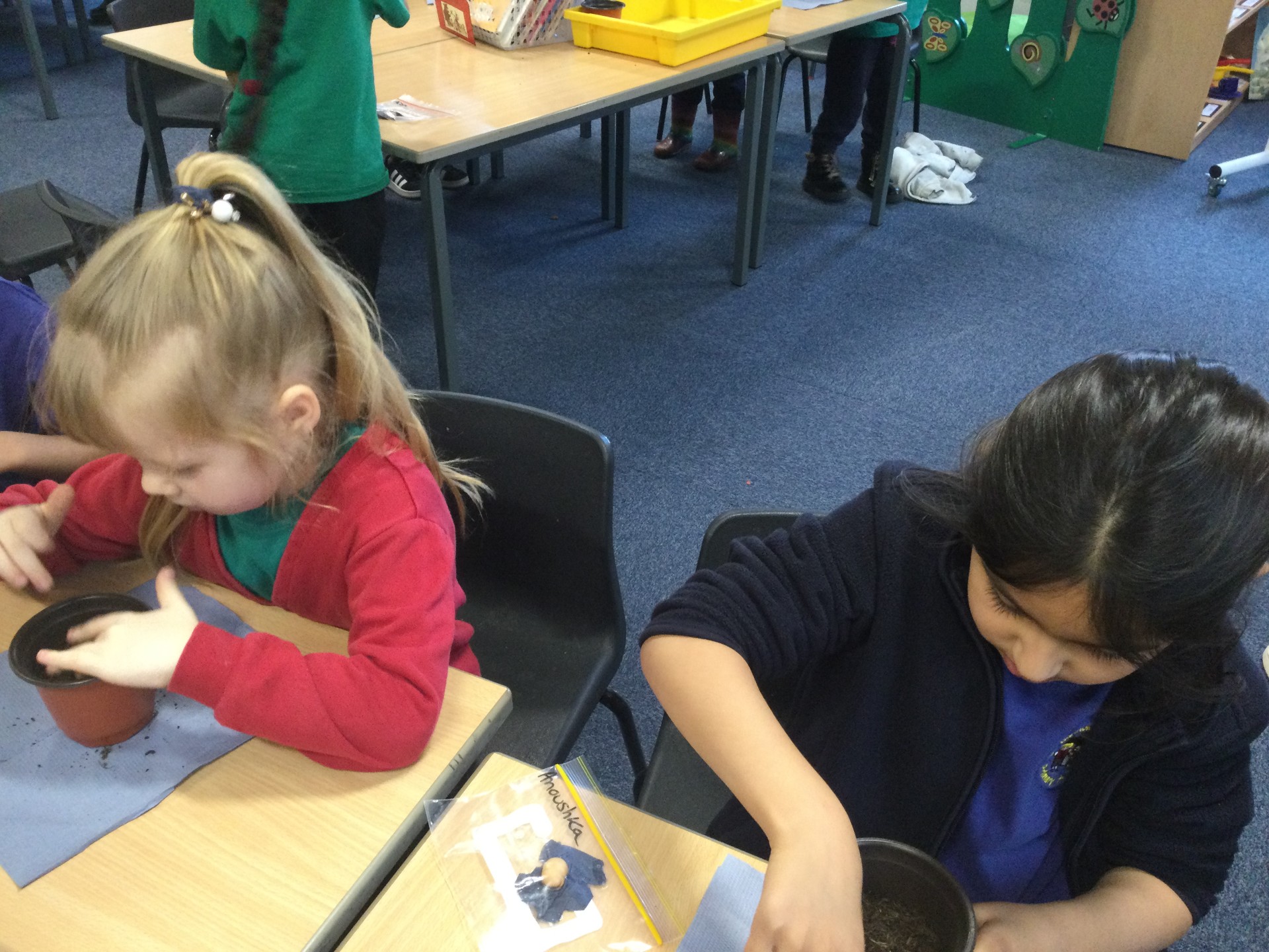 Image of Year 1 (Class 4) - Science - Planting Beans