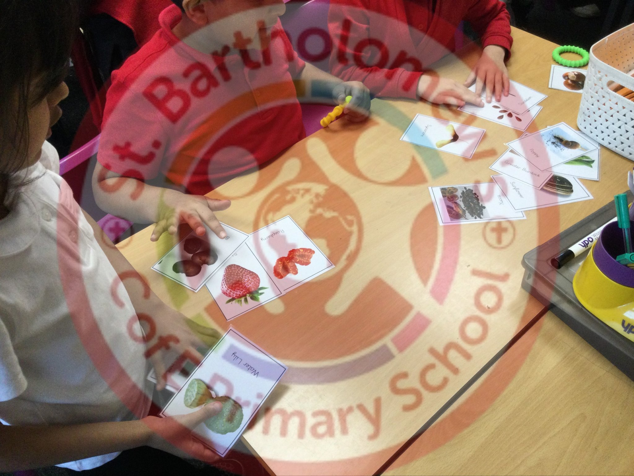 Image of Year 3 (Class 7) - Science - Seed Dispersal