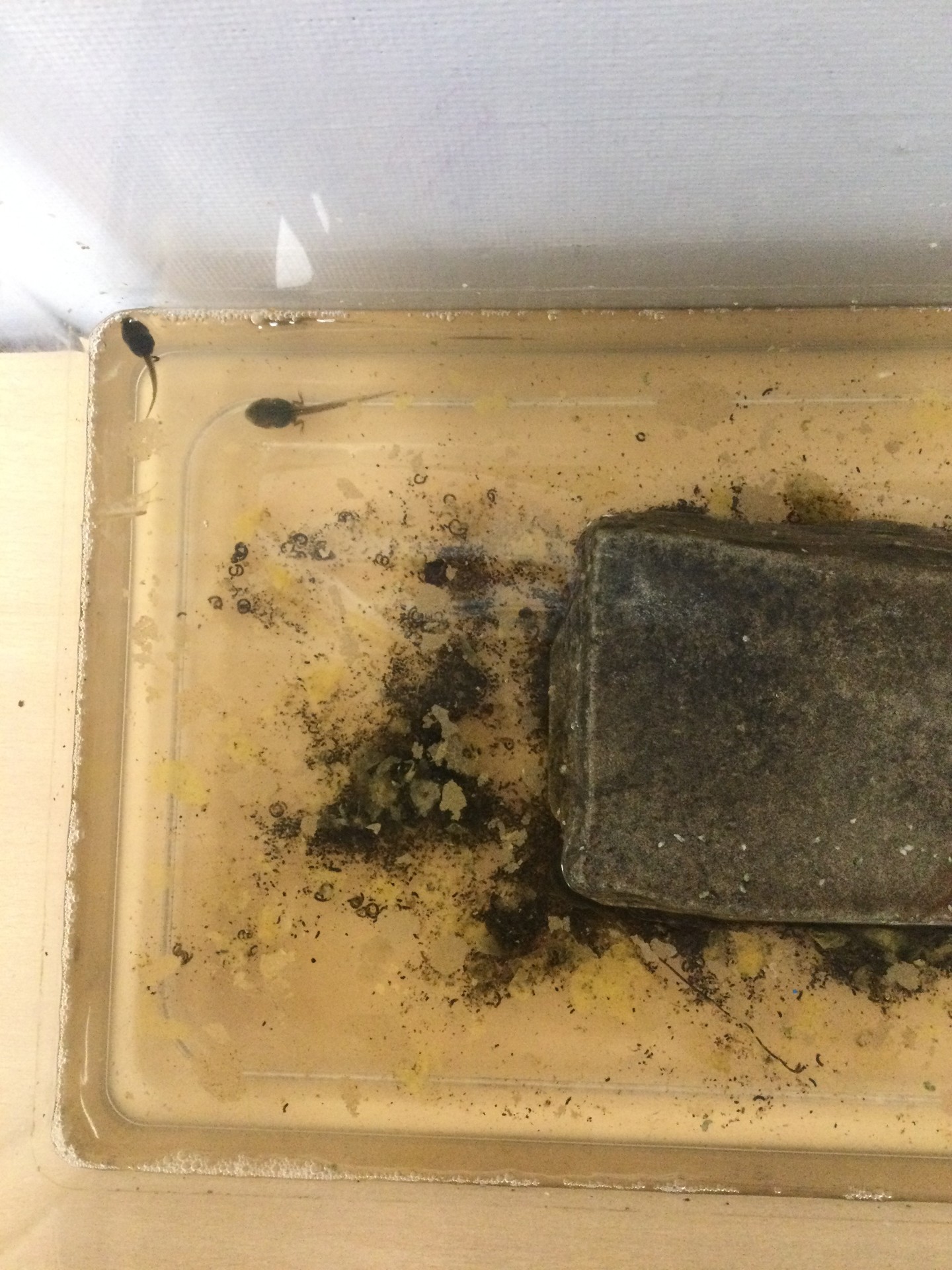 Image of Year 3 (Class 8) - Science - Tadpoles