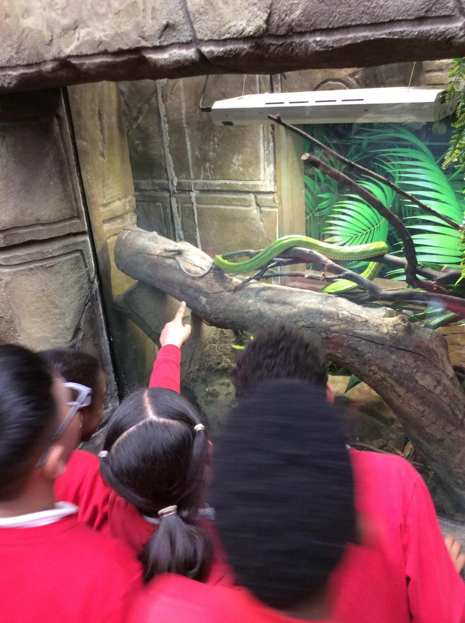 Image of ​Year 4 (Class 11) - Geography - Tropical World Trip