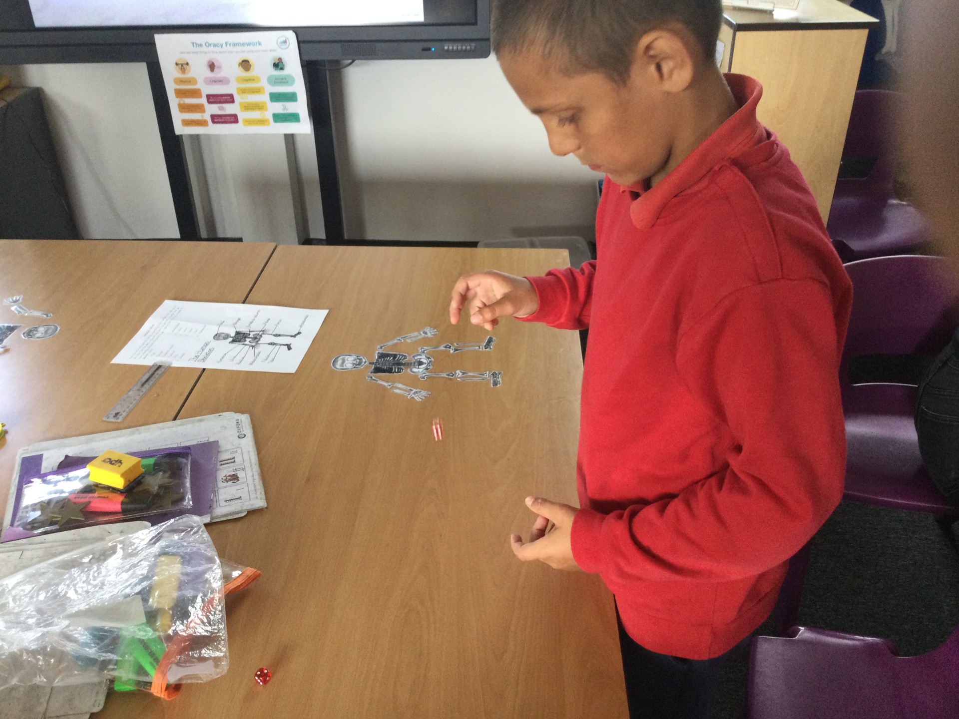 Image of Year 4 (Class 11) - Science - Skeletons