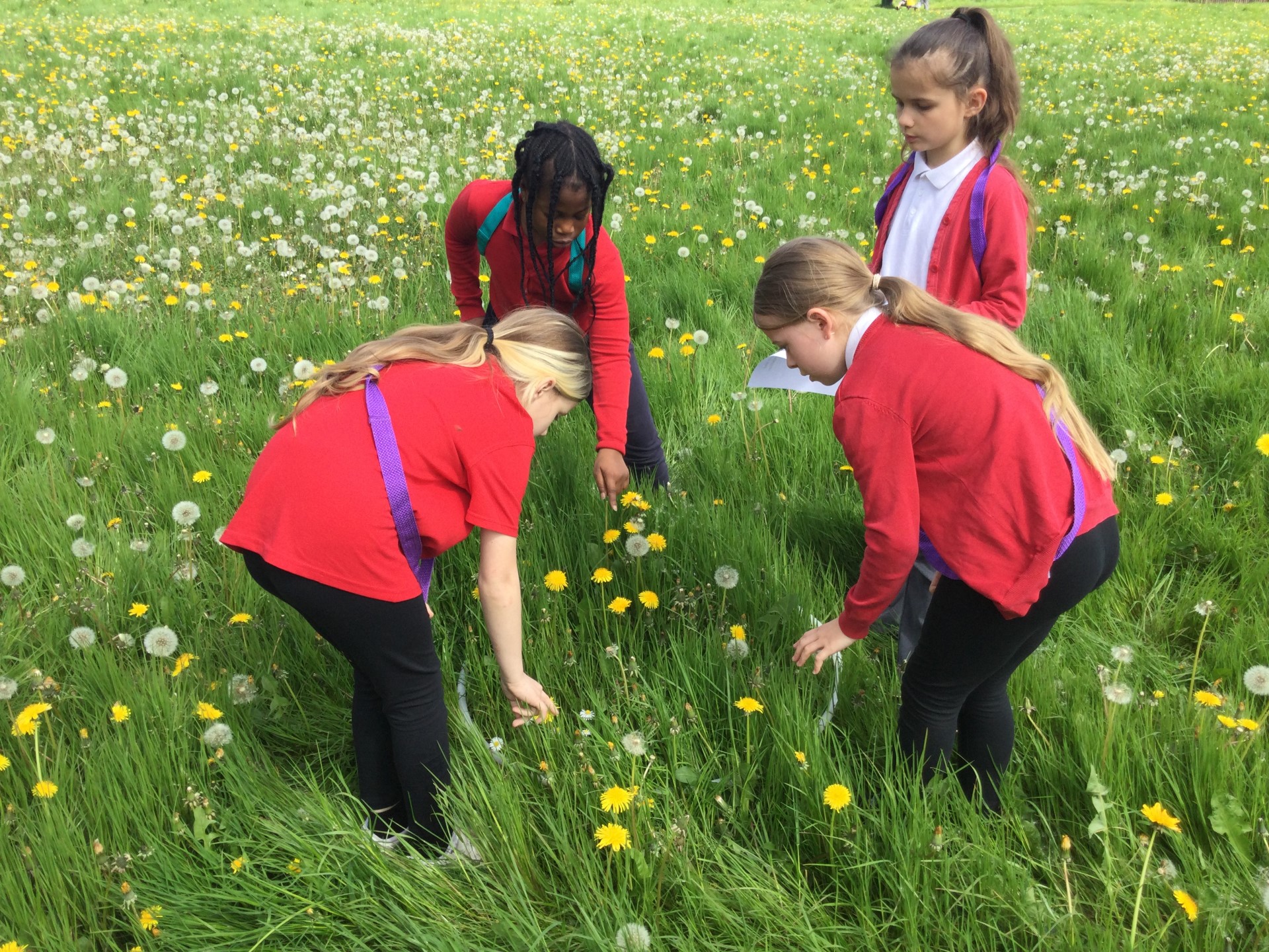 Image of Year 4 (Class 12) - Science - Flower Hunt