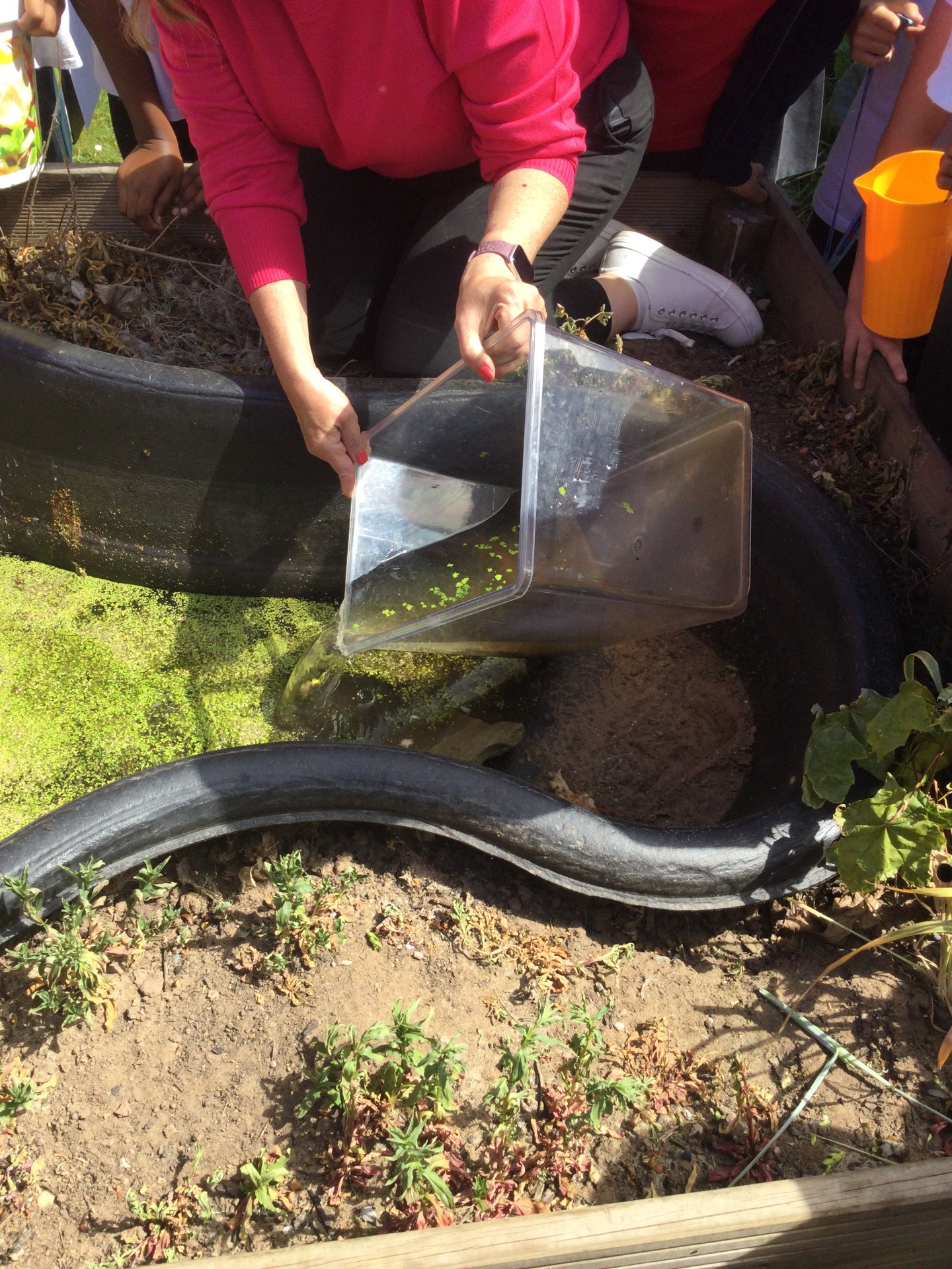 Image of Year 6 (Class 15) - Science - Life Cycles