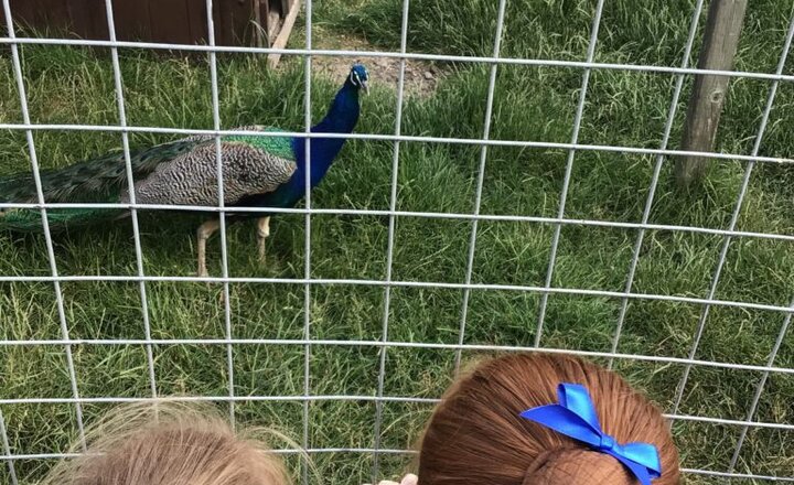 Image of Year 1 at Hall Hill Farm