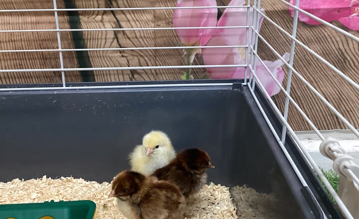 St Bega's Early Years pupils with their decorated grass mat for Spring