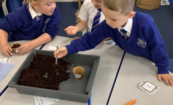 Pupils from St Bega's learning about how plants grow in Science