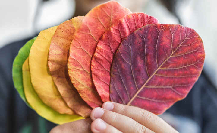 Image of EYFS Little Explorers Enjoy an Autumn Adventure at Ward Jackson Park