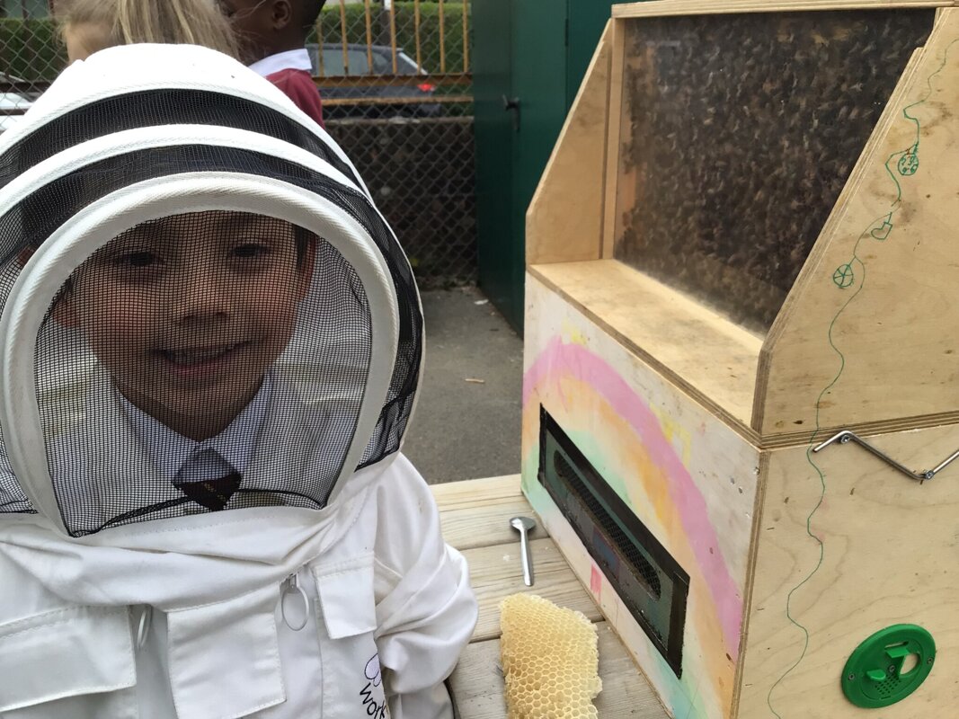 Image of Buzzing About Bees in Year 1