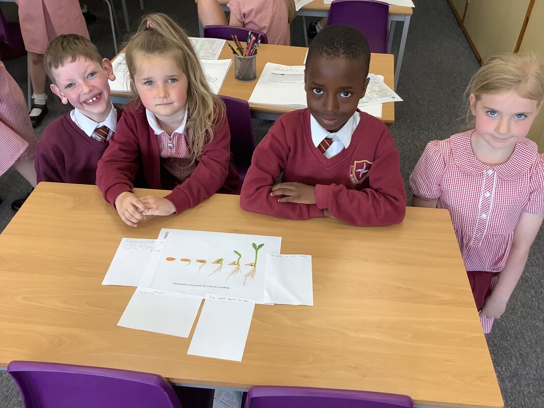 Image of Finding out about how seeds grow in Y2